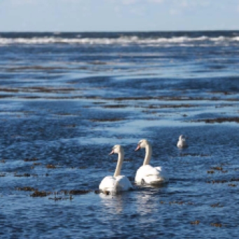 Swans at Doughmore. Perfect synchronicity II